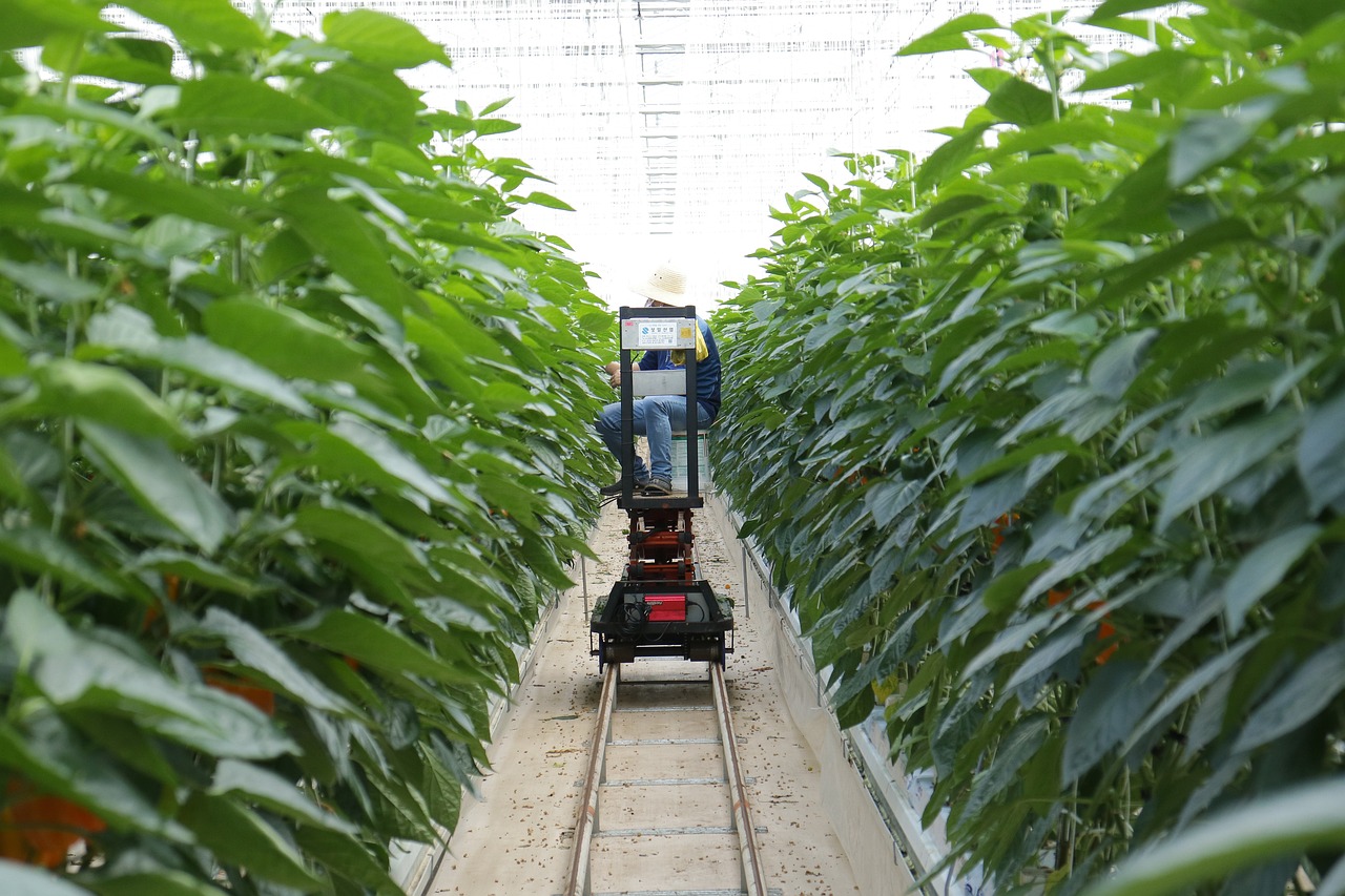 最新核桃苗种植技术、优势及前景展望，种植技术与应用前景分析