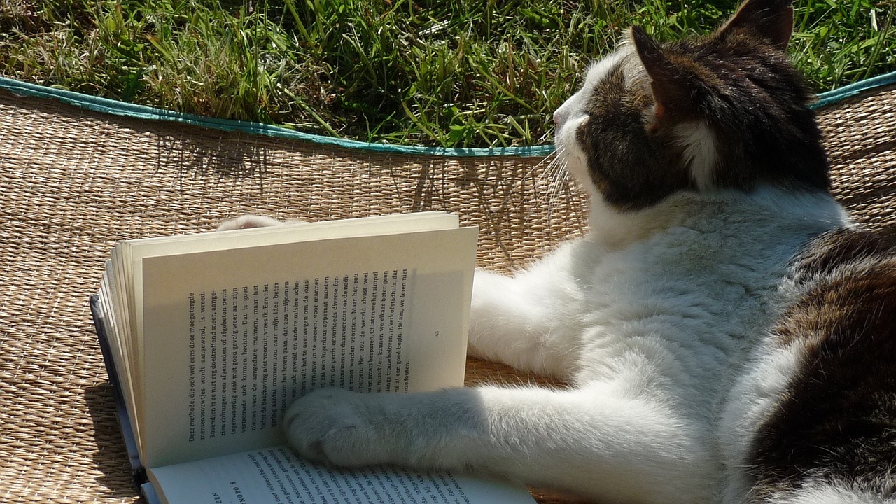 最新良种黑猪，养殖产业革新之关键力量